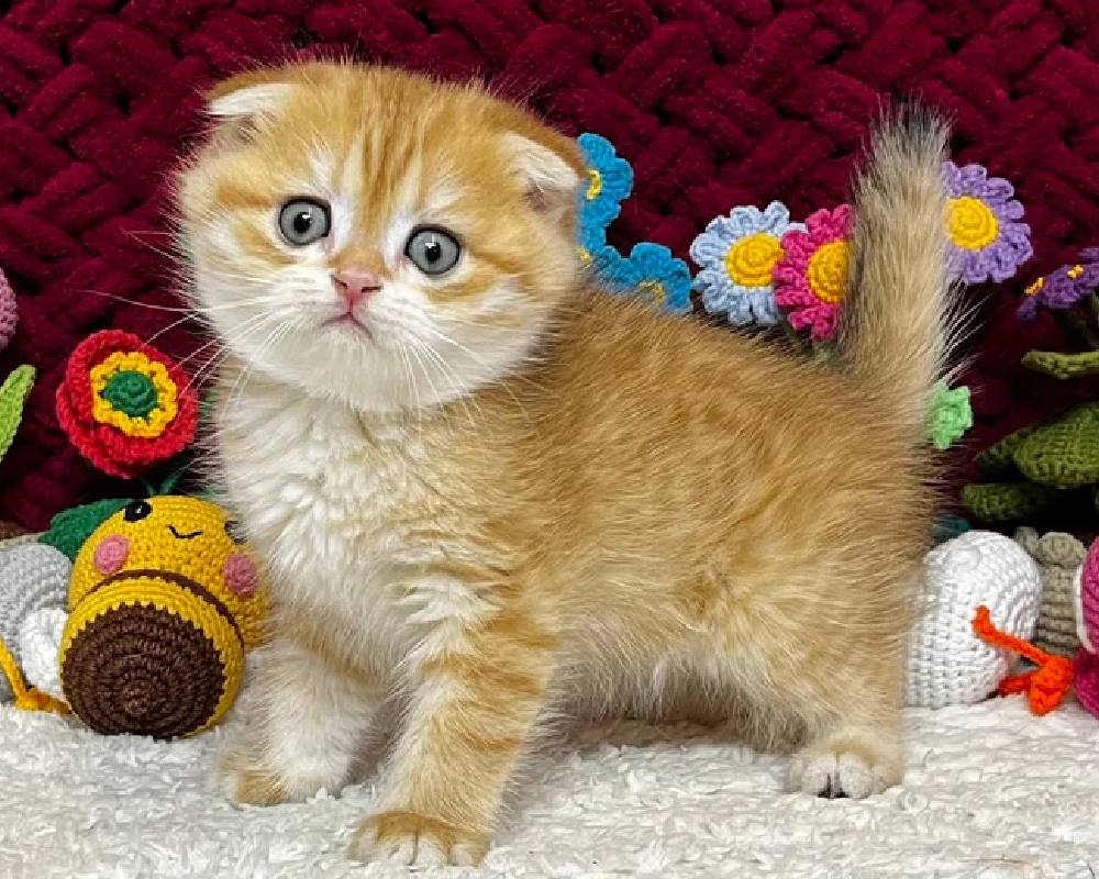 The Secret Life of Barney: What Every Pet Owner Needs to Know Before It’s Too Late