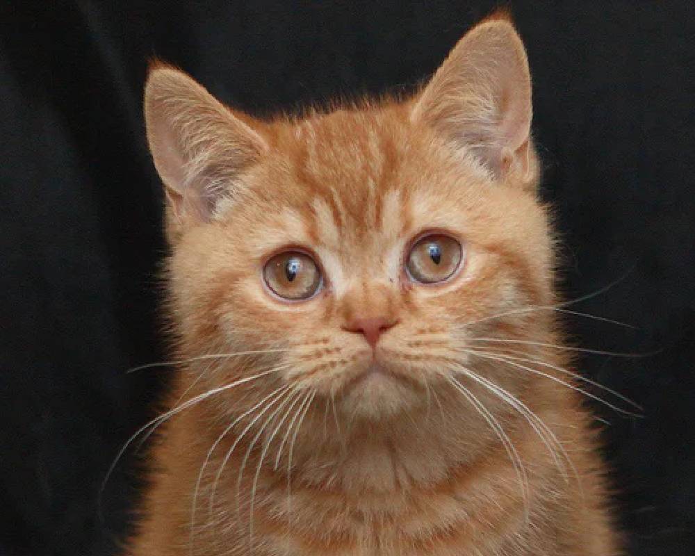Unlock the Secret Behind Mavik: The Breakthrough That’s Changing Pet Health Forever