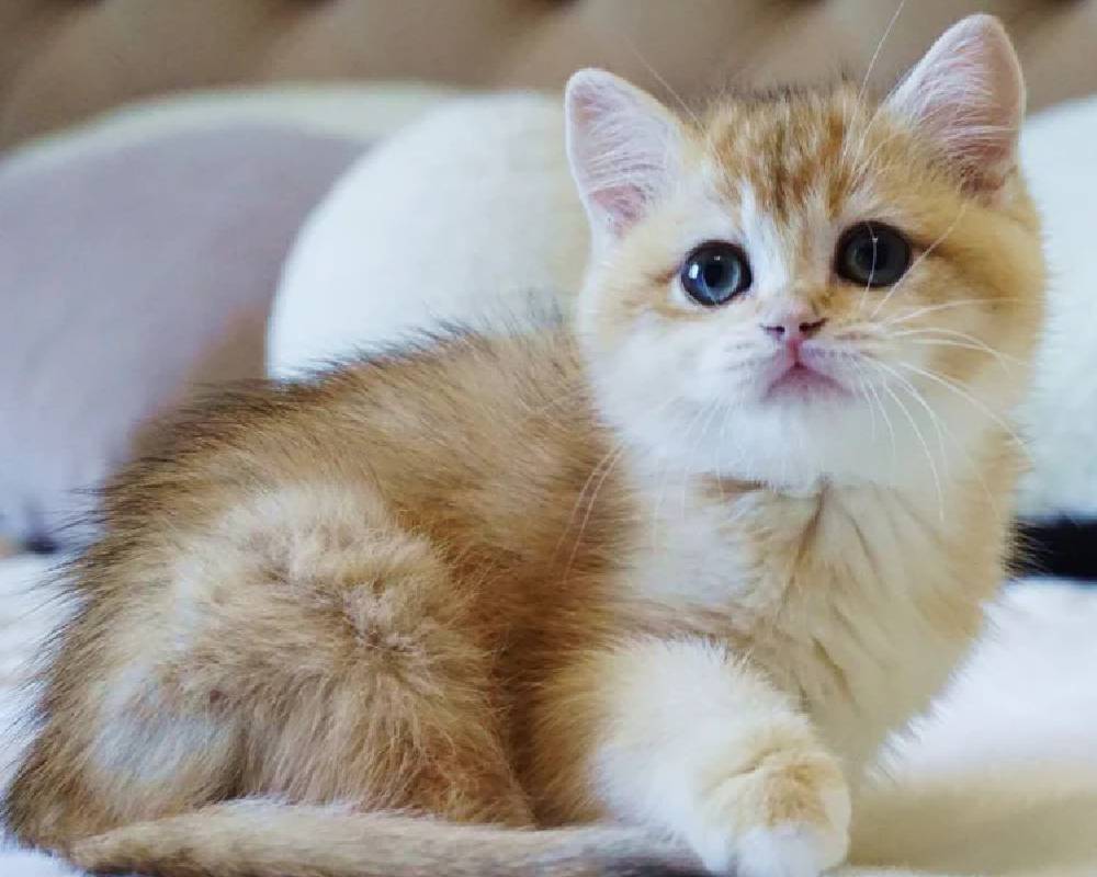 Unlock the Secret Life of Kitty: What Your Feline Friend Isn’t Telling You but You Absolutely Need to Know!