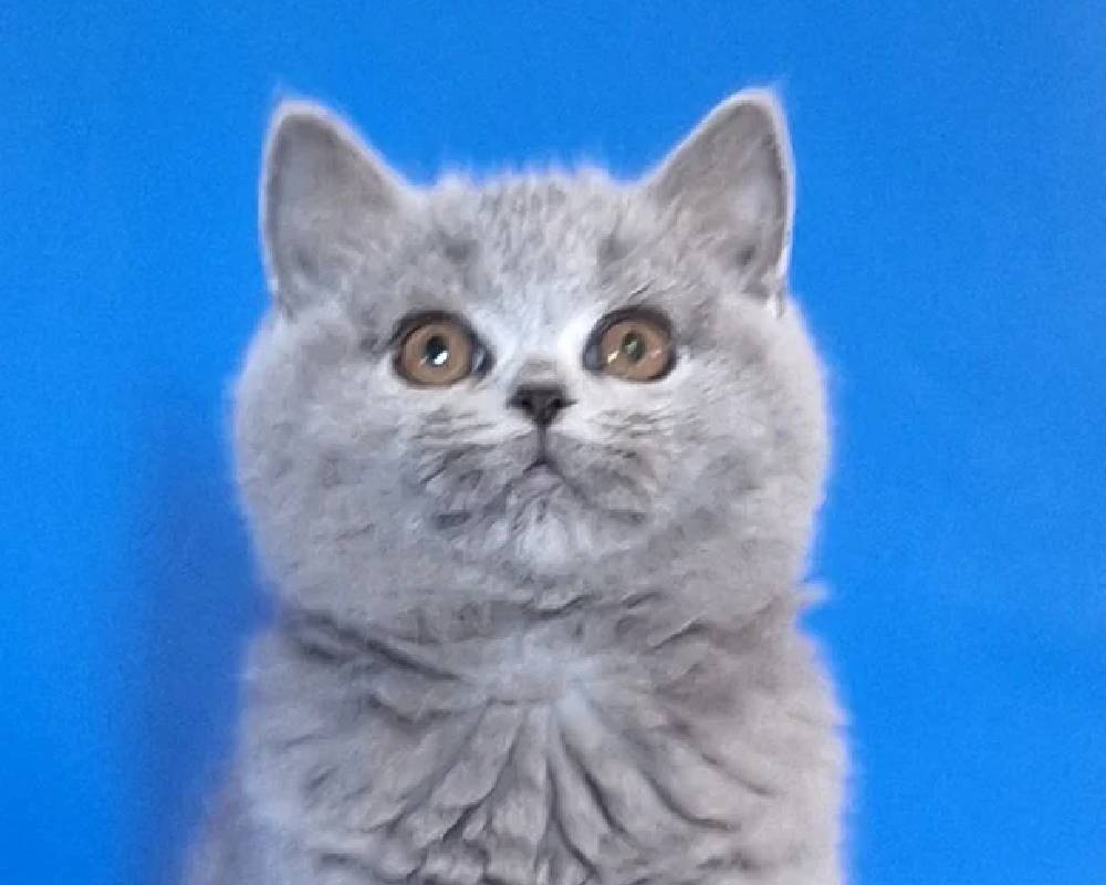 Unlock the Secret World of Uliya: Why Every Pet Owner Should Know About This Hidden Gem Today