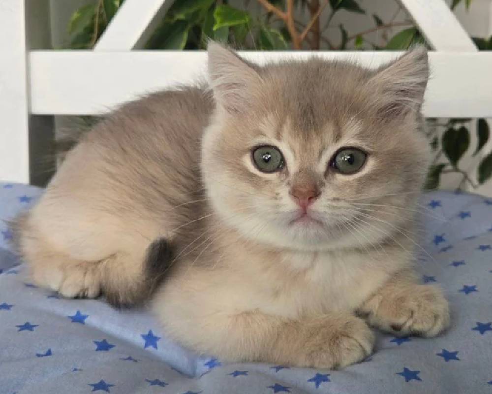 Unlock the Surprising Power of Qwerty: What Every Pet Owner and Fitness Buff Needs to Know Now!