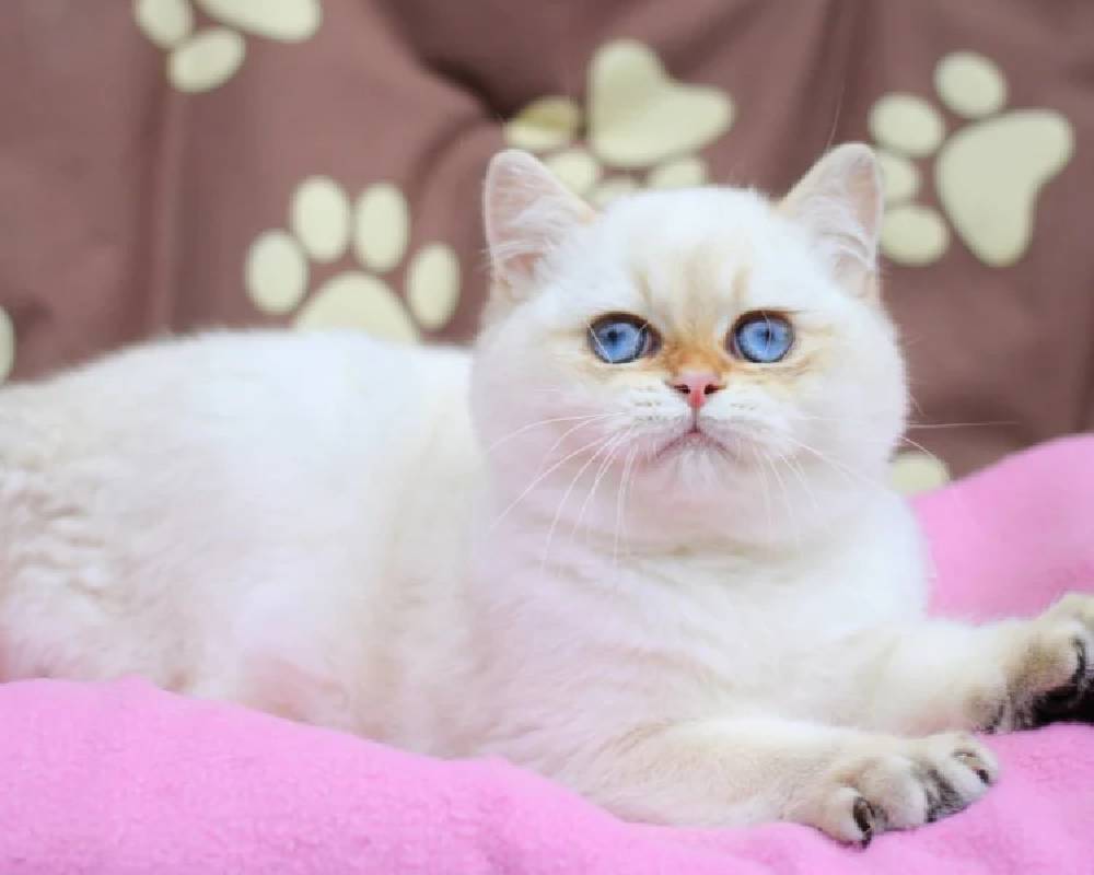 Unlocking Ecler: The Surprising Secret That Could Transform Your Pet’s Health Overnight