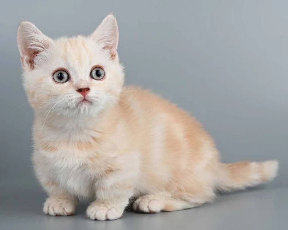 Unlocking the West: What the Hidden Trails Reveal About Fitness, Freedom, and Furry Companions You Never Knew