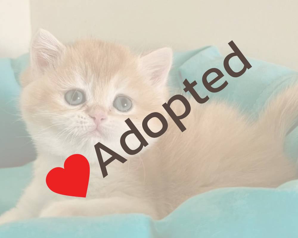 Unlocking Viski: The Surprising Secret Connection Between Your Workout, Your Whiskey, and Your Dog’s Health