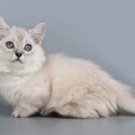 Valencia Unleashed: The Hidden Secrets That Make This City a Must-Explore Paradise for Pet Lovers and Fitness Fans Alike