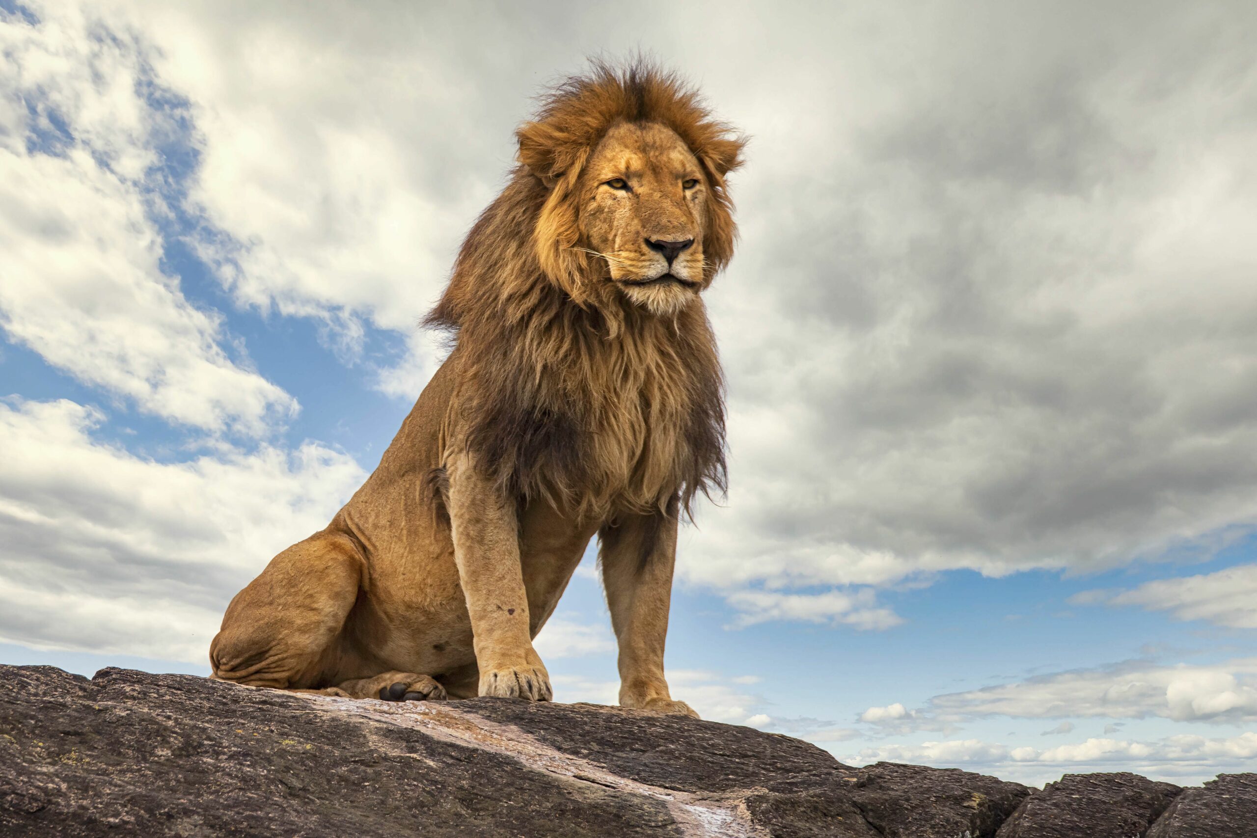 Why Ignoring Long COVID Could Be the Biggest Mistake Even the Strongest Lions Are Making—Are You Next?