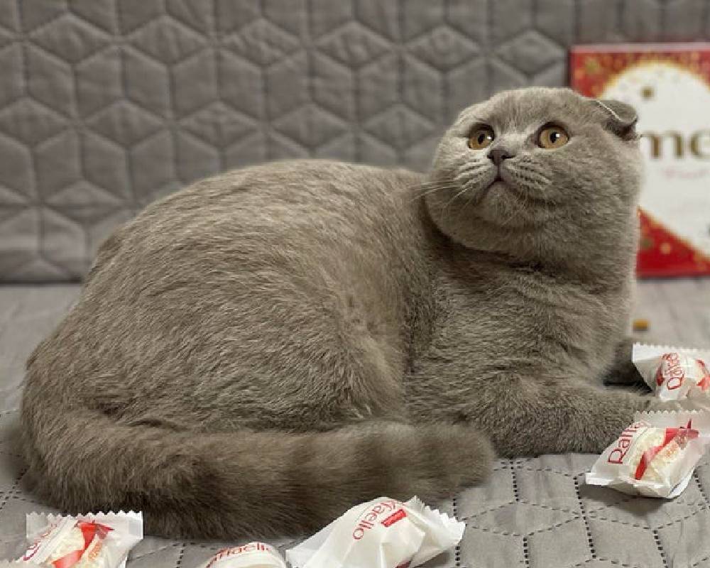 Barbara’s Unexpected Journey: How One Woman’s Story Could Change Everything You Thought About Fitness and Pets