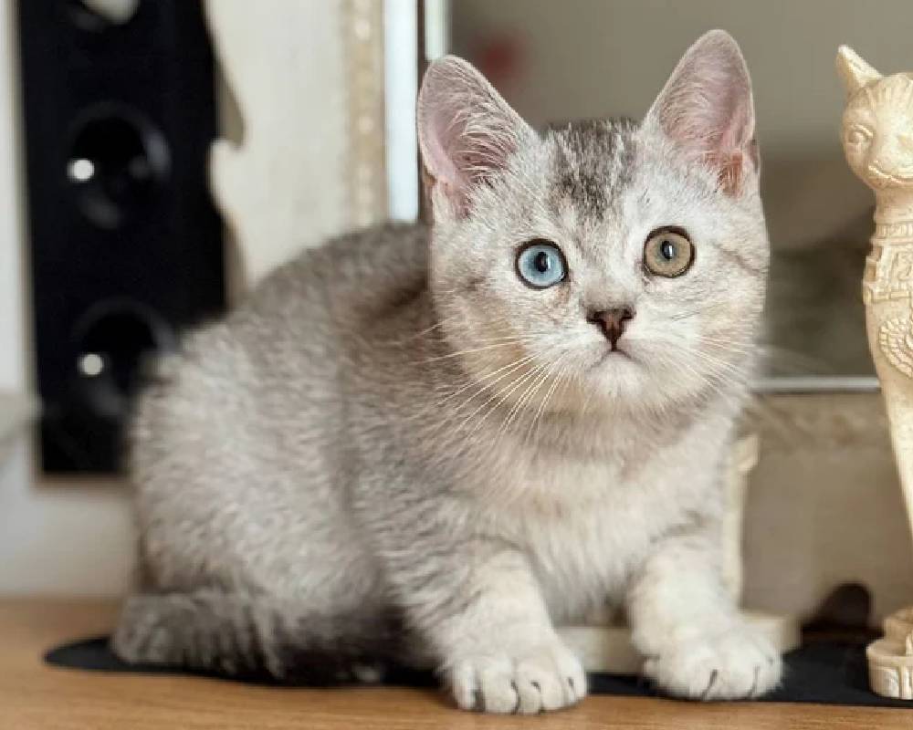 Bonik: The Surprising Fitness Secret Every Pet Owner Needs to Know—Is It the Game-Changer You’ve Been Missing?