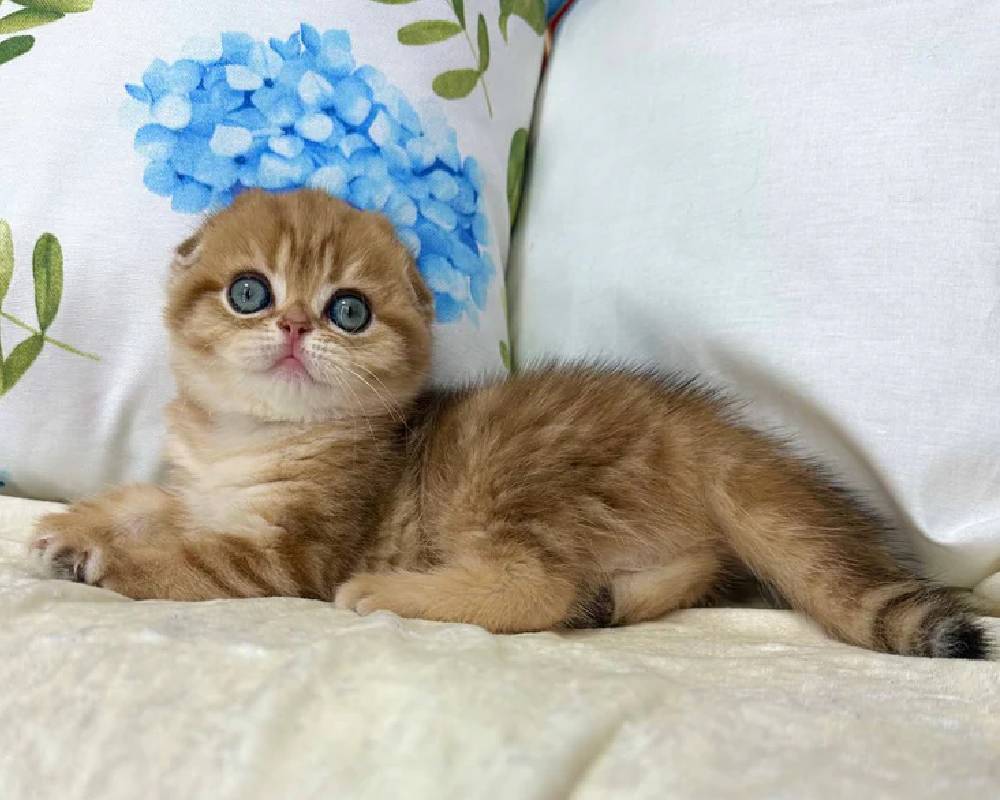 Caroline’s Secret Weapon: The Surprising Habit That Transformed Her Fitness and Her Dog’s Life—And How You Can Steal It Too