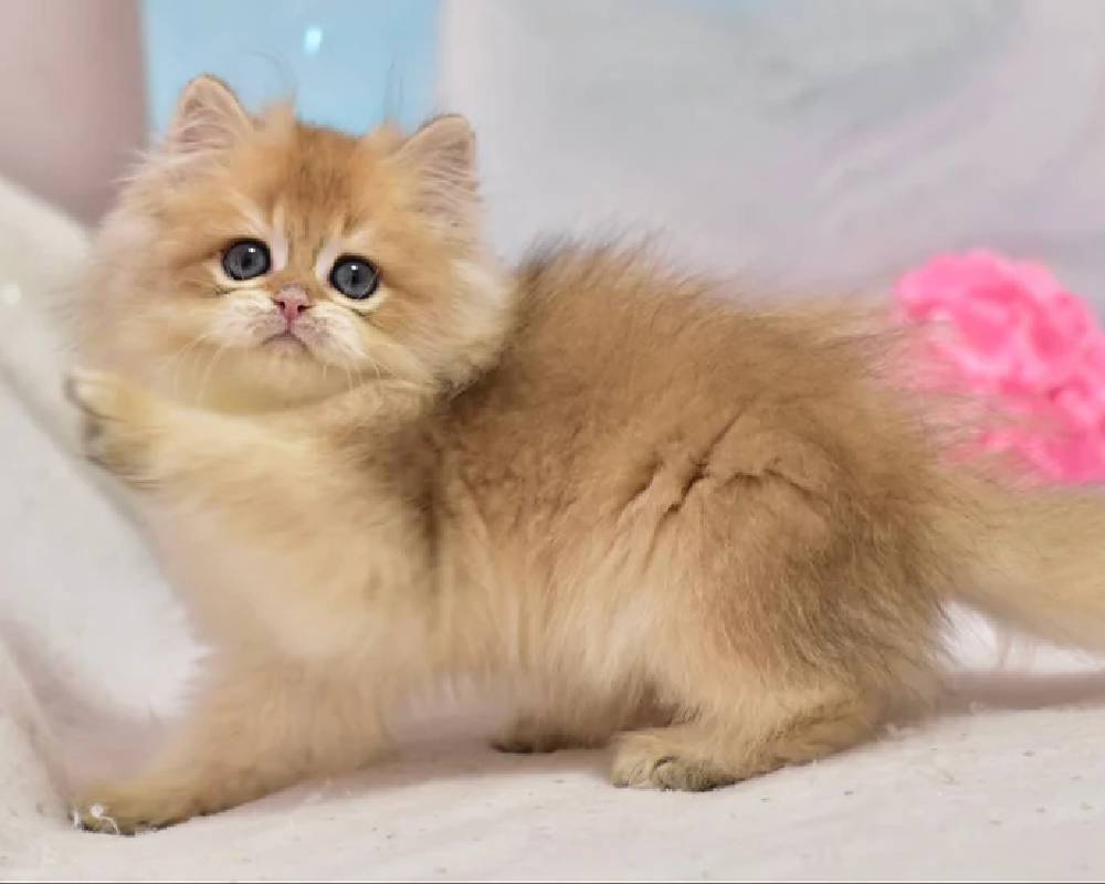 Casper: The Mysterious Canine Star Changing How We Understand Pets Forever