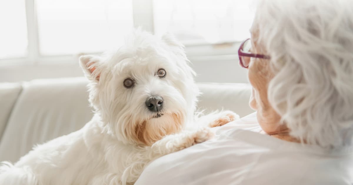 Discover the Surprising Dog Breeds That Seniors Swear By for Companionship and Joy!