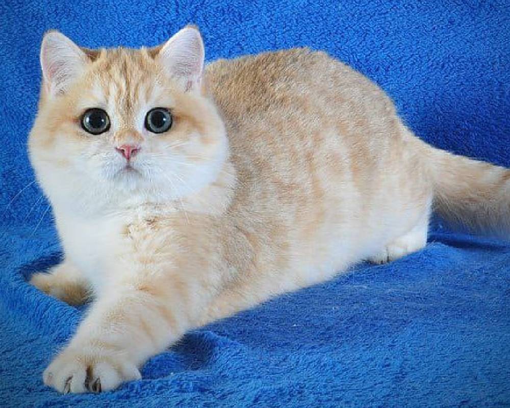 Elvis Uncovered: The Surprising Secrets That Even Devoted Fans Didn’t See Coming