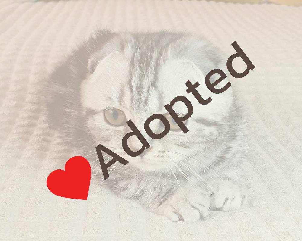 Gapochka: The Surprising Secret Behind This Viral Pet Phenomenon That Every Fitness Enthusiast Needs to Know