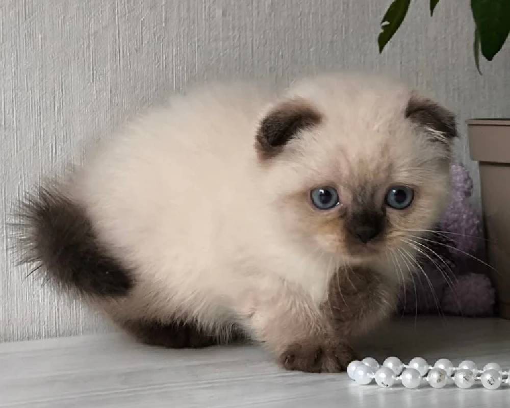 Hunter Unleashed: The Unexpected Secrets Behind Our Fiercest Four-Legged Friends