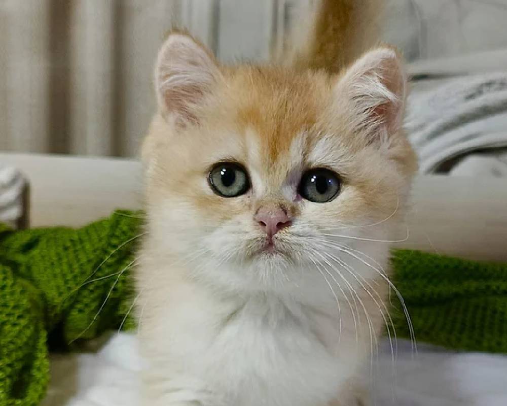 Kaira: The Unexpected Pet Phenomenon That’s Changing Fitness Routines Everywhere—Are You In On the Secret?