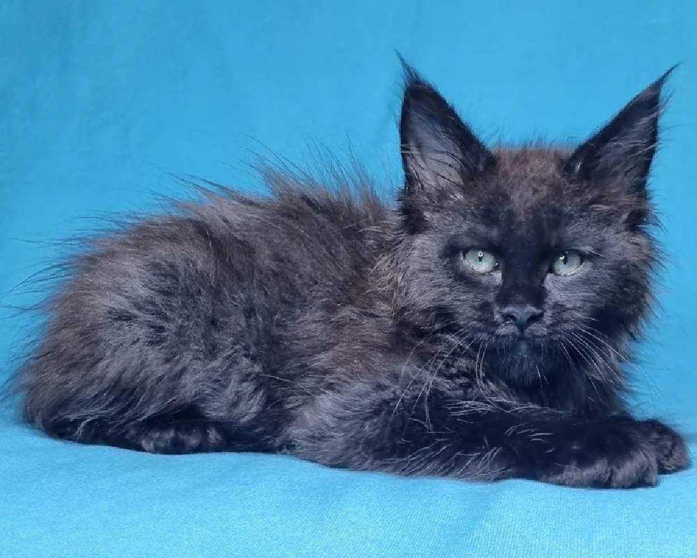 Lika: The Surprising Fitness Secret Your Pet Doesn’t Want You to Know