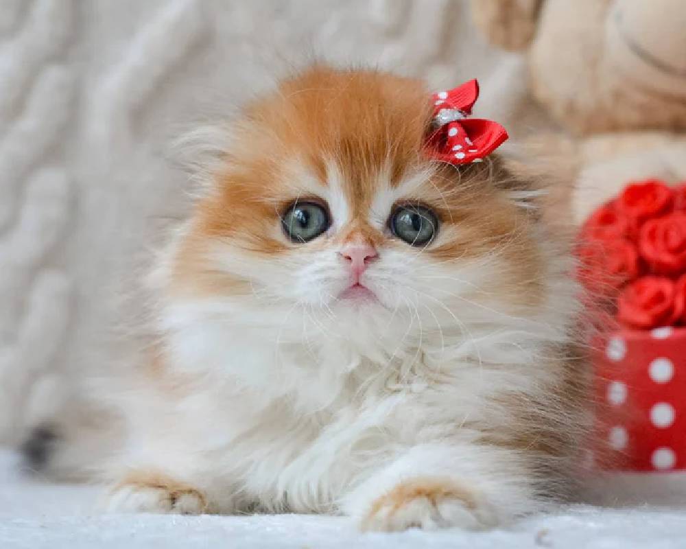 Mariella’s Secret to Unleashing Peak Fitness and Furry Friend Joy—You Won’t Believe What Happens Next!