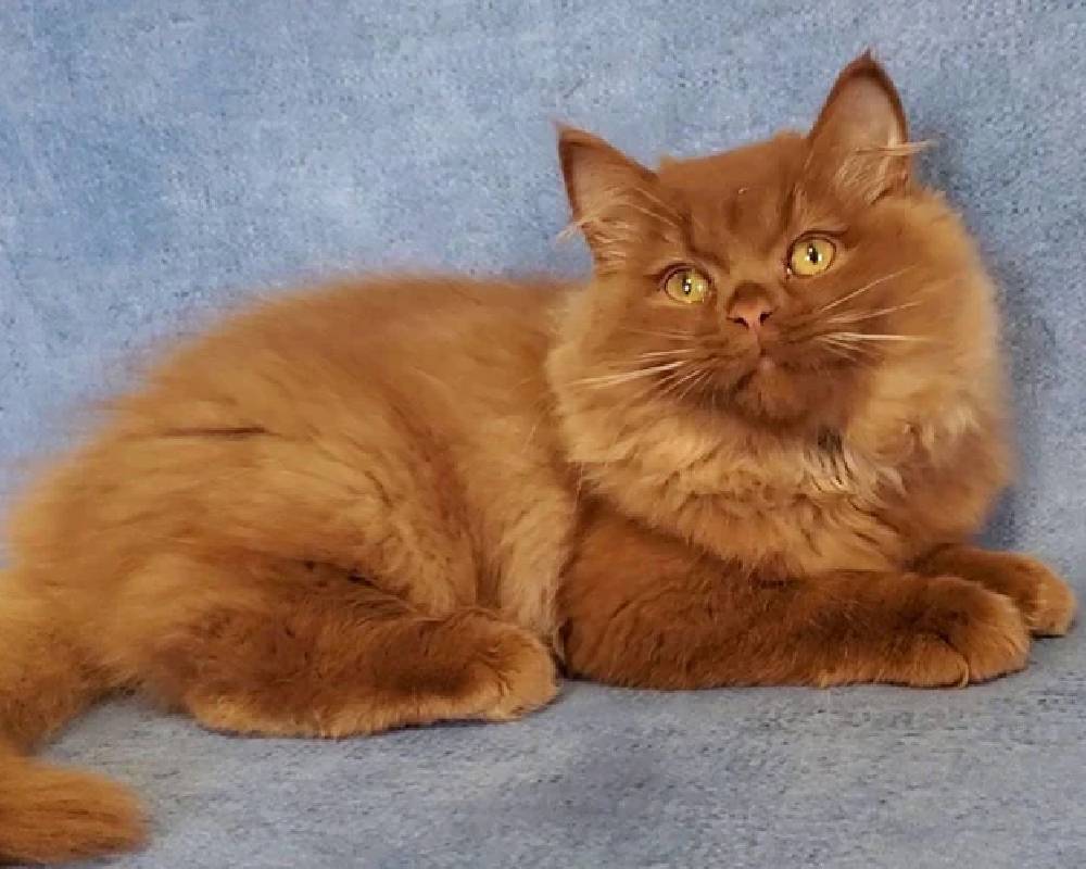 Meet Hugo: The Unassuming Hero Behind Unexpected Fitness and Pet Health Breakthroughs You Didn’t See Coming