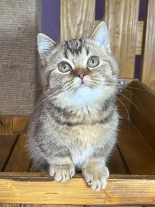 Ronik: The Surprising Fitness Game-Changer Your Pet—and Your SEO Strategy—Didn’t See Coming