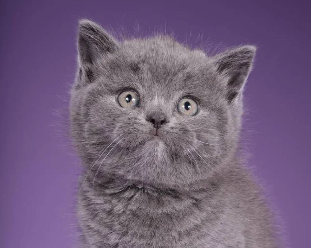 Sabina: The Unseen Force Changing the Way We Understand Fitness and Furry Companions Forever