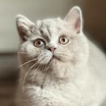 Shanti: The Surprising Secret Behind This Silent Pup’s Unbreakable Calm That Every Dog Owner Needs to Know