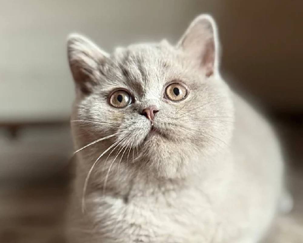 Shanti: The Surprising Secret Behind This Silent Pup’s Unbreakable Calm That Every Dog Owner Needs to Know