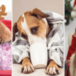 Unlock the Secret Weapon Wag Hotels Uses to Turn Pet Travel Chaos into a Legendary Holiday Celebration!