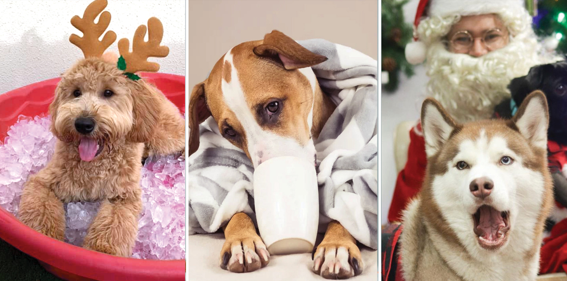 Unlock the Secret Weapon Wag Hotels Uses to Turn Pet Travel Chaos into a Legendary Holiday Celebration!