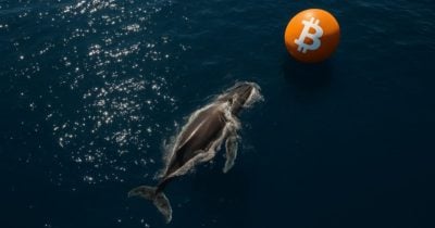 Whales Just Snapped Up Over 10,000 Bitcoin in 24 Hours — What Could This Mean for the Market’s Next Move?