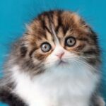 Xan: The Unexpected Pet Fitness Trend That’s Shaking Up Your Dog’s Routine—And Why You Need to Know About It Now