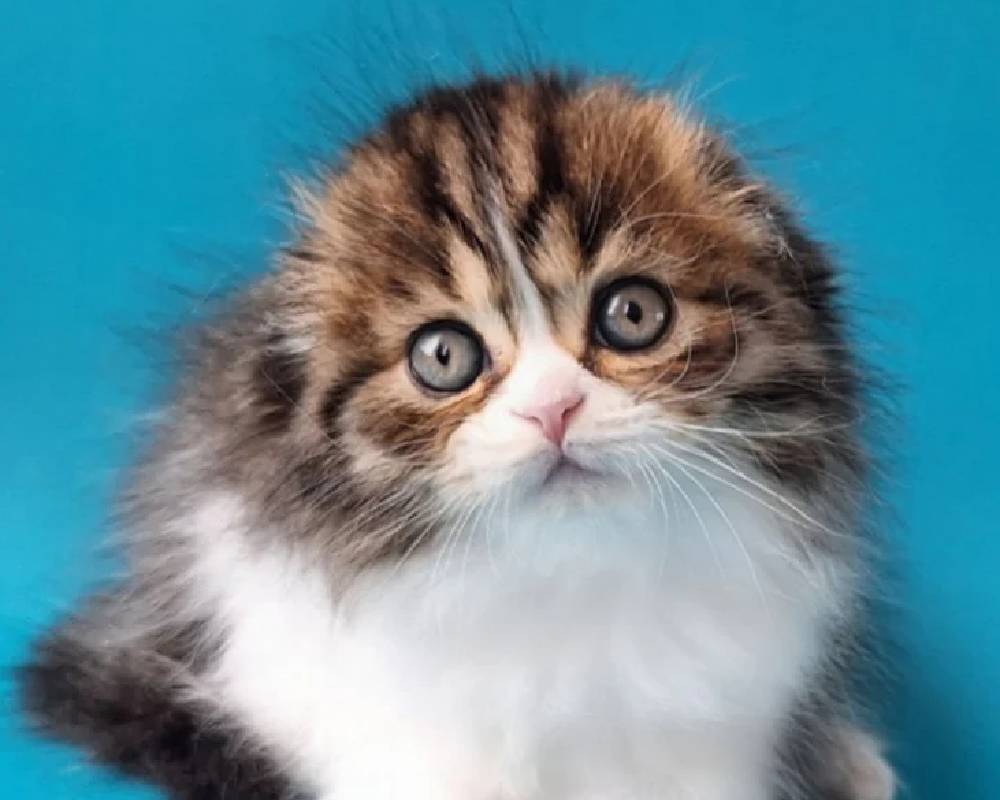 Xan: The Unexpected Pet Fitness Trend That’s Shaking Up Your Dog’s Routine—And Why You Need to Know About It Now