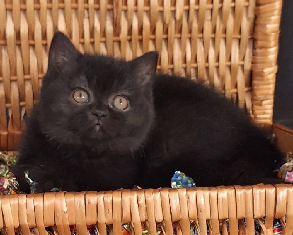 Ymka Unleashed: The Surprising Secret Behind This Fitness Sensation That Pets and Pros Swear By