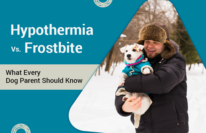 Hypothermia vs. Frostbite: The Silent Threats Lurking in Your Dog’s Winter Walks You Can’t Afford to Ignore