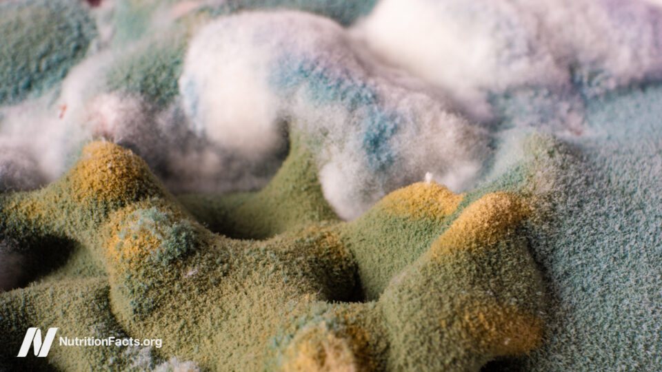 Ochratoxin Uncovered: The Silent Threat Lurking in Your Food Supply—Should You Be Worried?