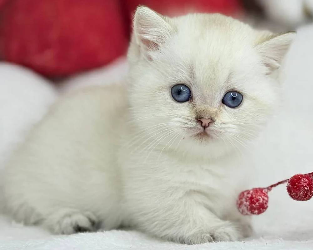 Ugo: The Unexpected Fitness Secret Your Dog Has Been Hiding All Along