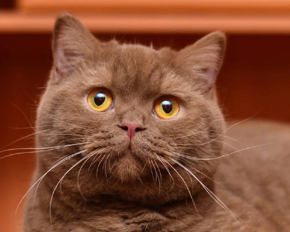 Unlocking Lancelot: The Untold Secrets Behind the Legendary Knight’s True Power and Mystery