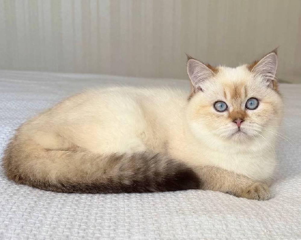 Dennis: The Unexpected Secret Weapon for Unstoppable Fitness and Furry Friend Bonding Revealed!