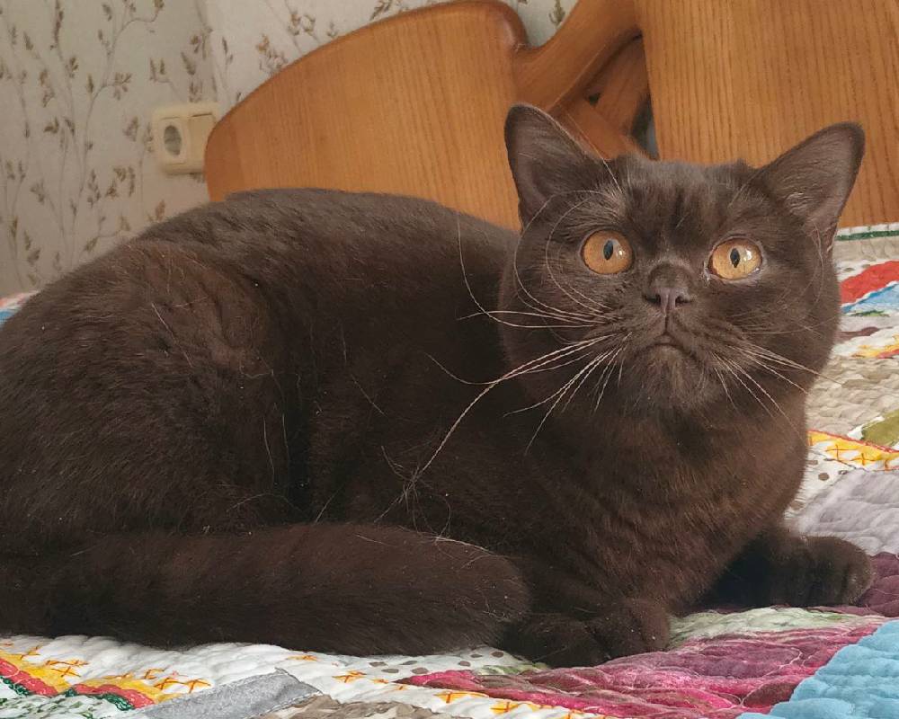 Discover the Surprising Coconut Secret That’s Transforming Pet Health and Fitness — Are You Missing Out?