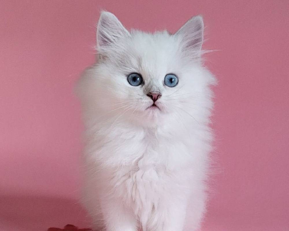 Discover the Surprising Secret Behind Zaya’s Unstoppable Energy—And What It Means for Your Pet’s Health!