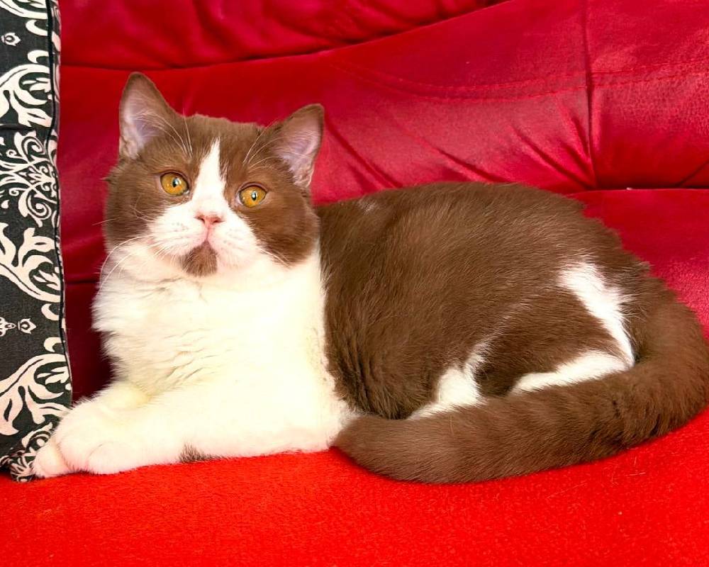 Fo Fo: The Surprising Fitness Secret Your Pet Has Been Hiding All Along