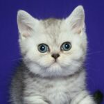 Grey: The Surprising Secret Behind This Color That Could Change How You See Your Pet Forever