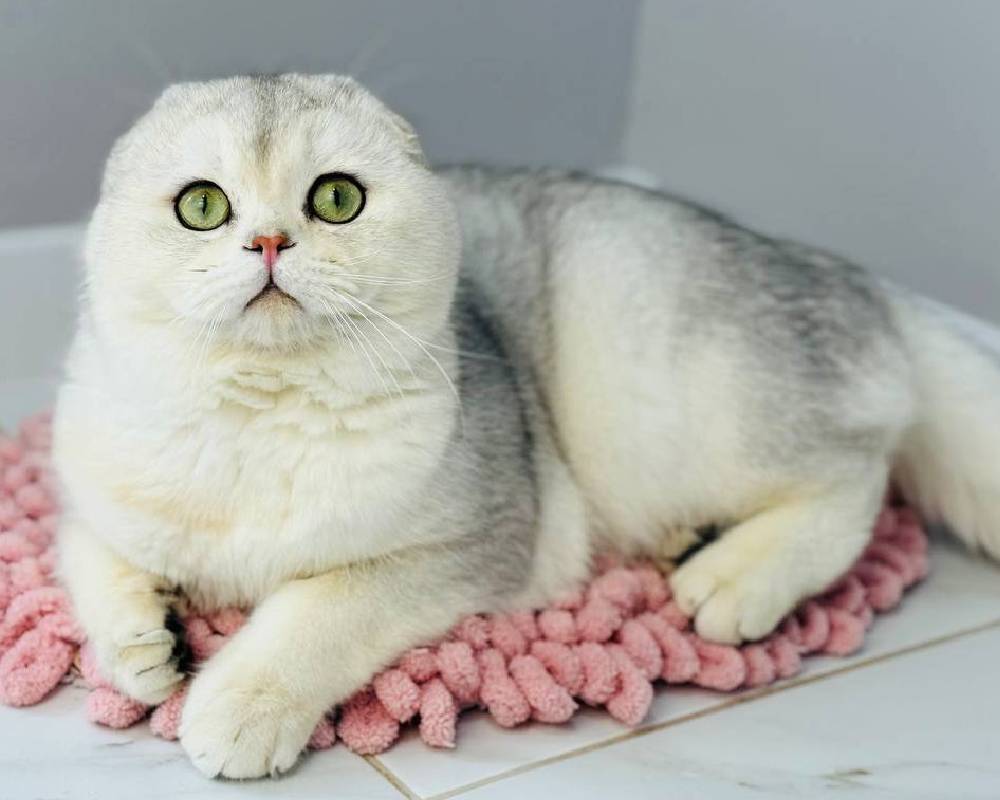 Harley: The Unbelievable Story Behind This Fitness Fanatic’s Most Loyal Companion That Will Leave You Inspired