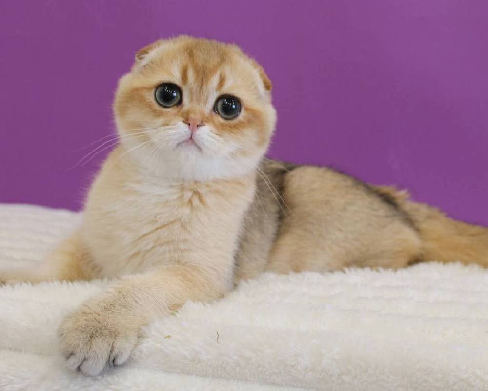 Hennessy Uncovered: The Surprising Secret Behind the World's Most Iconic Spirit That Even Fitness Fans Are Buzzing About