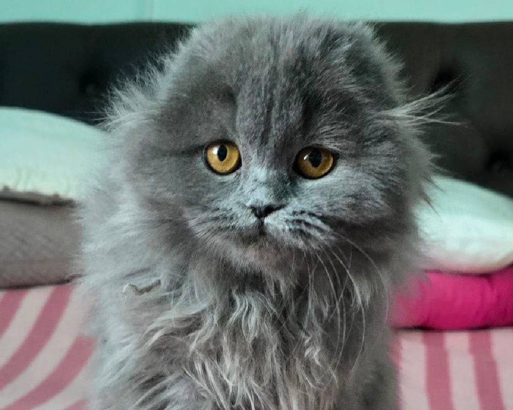 Hilda: The Unexpected Pet Hero Transforming Lives in Ways You Won’t Believe!