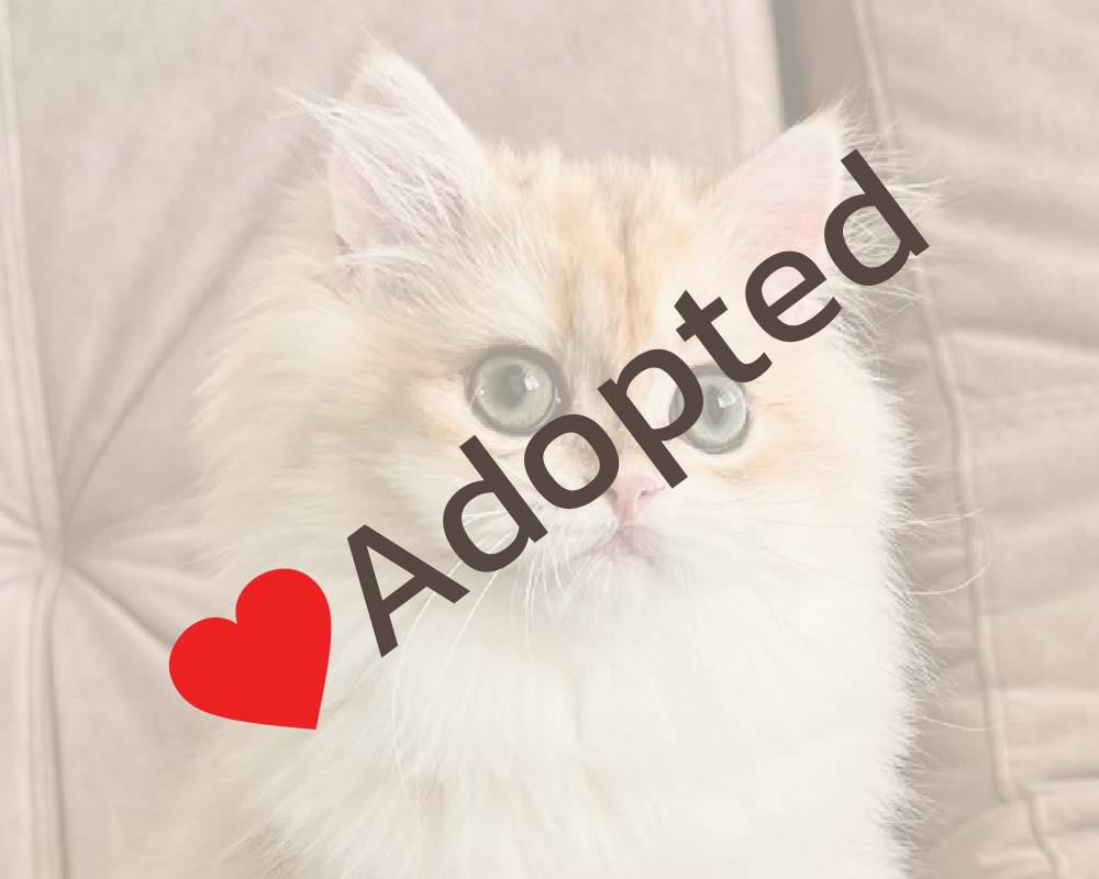 How Cherry Transformed from Stray to Superstar: The Untold Journey Every Dog Lover Must Read