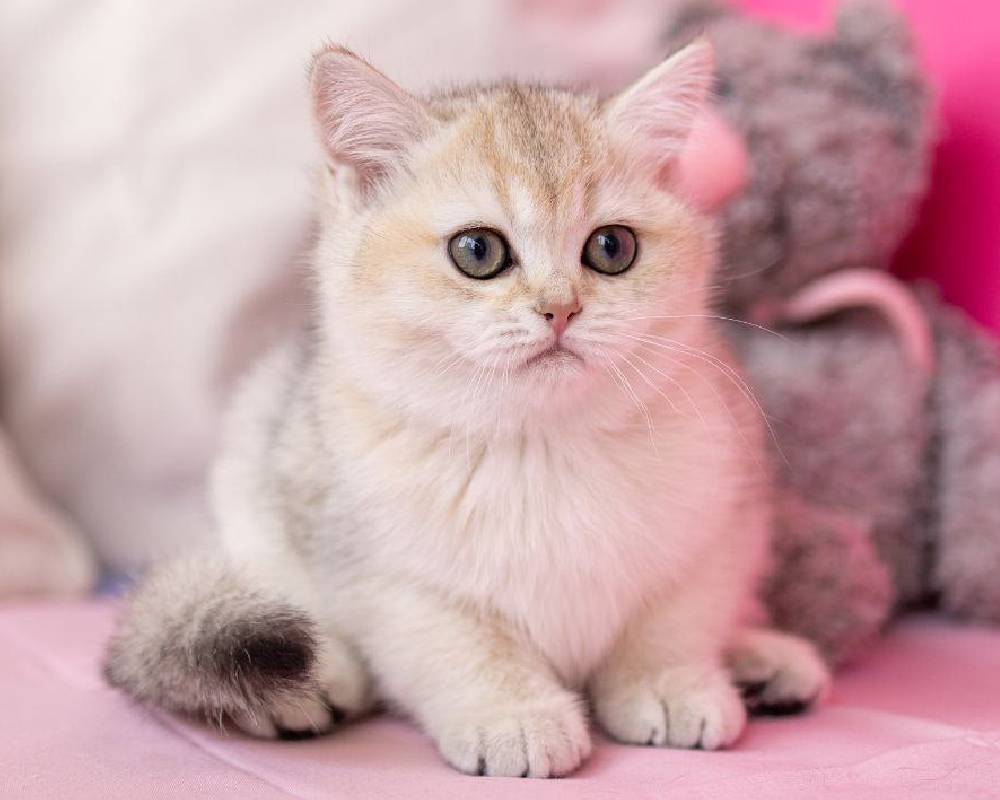 How Jina’s Surprising Fitness Secret Is Transforming Pets and Owners Alike—And What You Need to Know Now