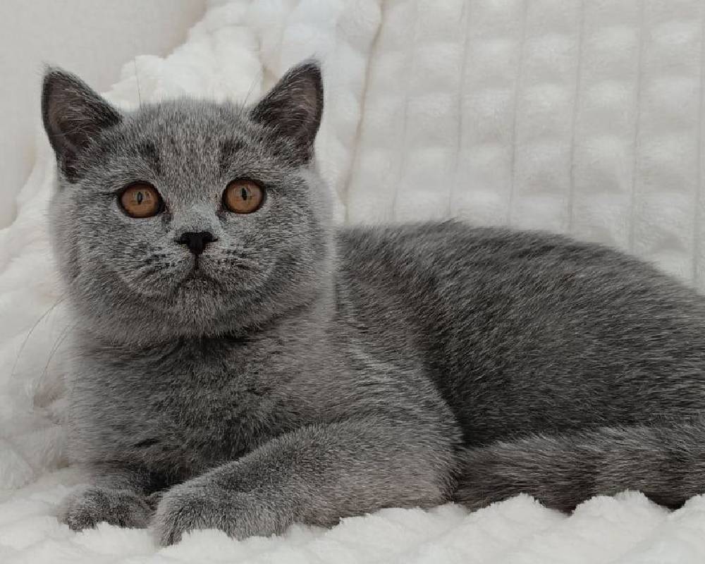 How Uma’s Unexpected Journey Could Change Everything You Thought About Fitness and Pet Care Forever