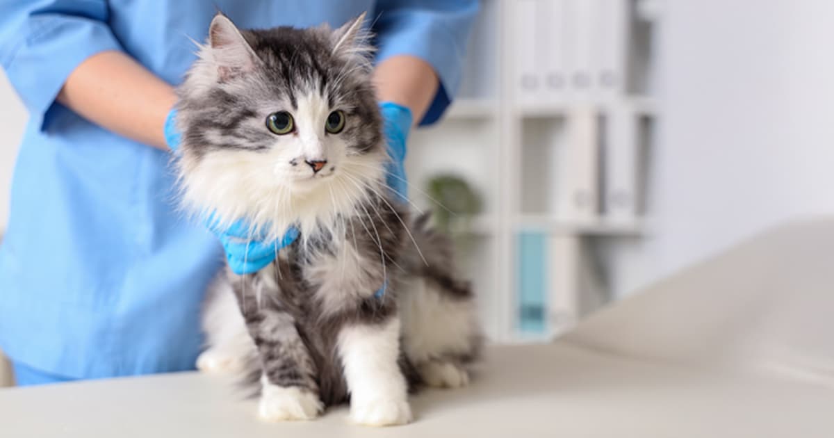 Is Your Cat Hiding This Contagious Ringworm Infection? Spot the Signs Before It’s Too Late!