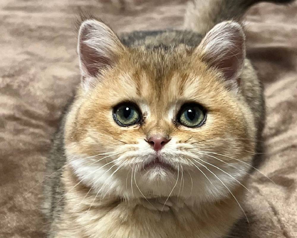 Mario’s Surprising Secret: How This Legendary Hero’s Fitness Routine Can Boost Your Pet’s Health Today