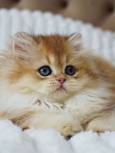 Oji: The Unexpected Pet Companion Transforming Lives and Fitness—Are You Ready to Meet Your New Best Friend?